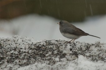 A dark-eyed junco