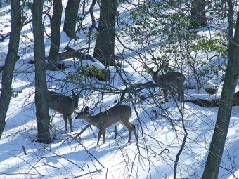 Three does foraging at the edge of the woods (Photo by Dave Bonta)