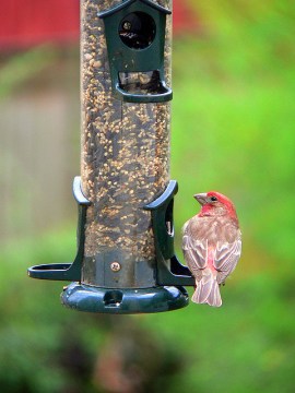 A house finch