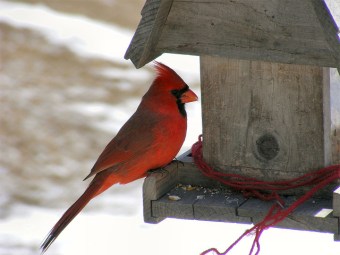 A male northern cardinal (Photo by Torindkfit in Wikimedia, Creative Commons license)