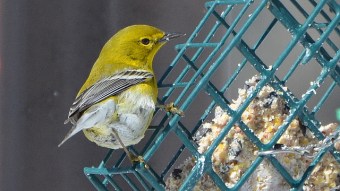 Pine warbler