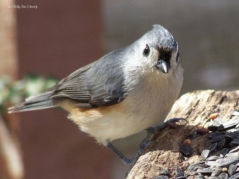 Tufted titmouse