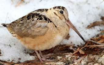 American woodcock 