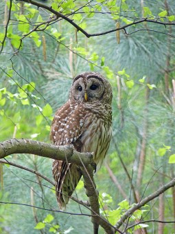 A barred owl in the spring 