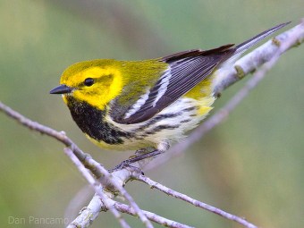 A black-throated green warbler (Photo by Dan Pancamo on Flickr, Creative Commons license)