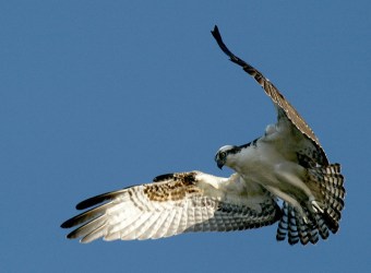 An osprey hovering at the John Heinz National Wildlife Refuge in Philadelphia (Photo by Ron Holmes/U.S. Fish and Wildlife Service, Creative Commons license)