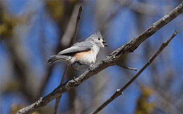 A tufted titmouse singing 