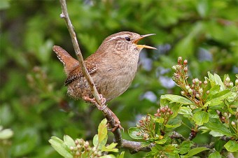 A winter wren singing 