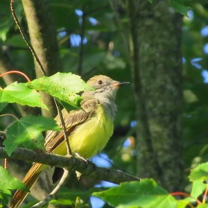 The great crested flycatcher likes to nest in a mixed deciduous forest
