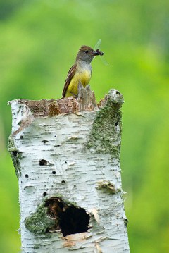 A great crested flycatcher preparing to feed an insect to its young in the cavity below