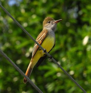 A great crested flycatcher in Florida