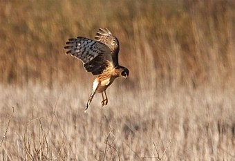 A northern harrier hovering over potential prey (Photo by Don on Wikimedia, Creative Commons license)