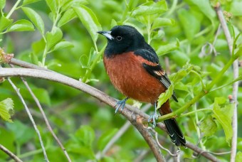 An orchard oriole in Chester County, PA (Photo by Kelly Colgan Azar on Flickr, Creative Commons license)