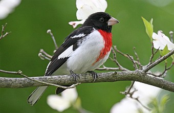 A rose-breasted grosbeak (Photo by John Harrison in Wikimedia, Creative Commons license) 
