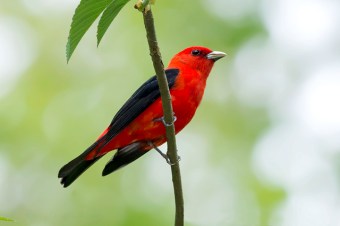 A scarlet tanager in Chester County, PA, on May 14, 2014 (Photo by Kelly Colgan Azar, on Flickr, Creative Commons license) 