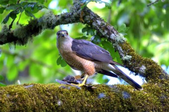 A sharp-shinned hawk with prey under foot (Photo by Abdoozy on Wikimedia, Creative Commons license)