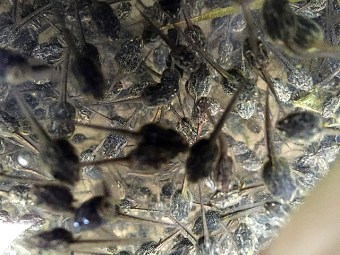 Wood frog tadpoles (Photo by Brian Gratwicke on Flickr, Creative Commons license)