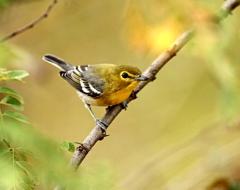 A yellow-throated vireo