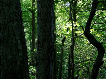 Black birches in the forest of Plummer’s Hollow 