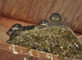 Four eastern phoebe chicks in their nest 