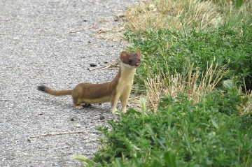 A long-tailed weasel 