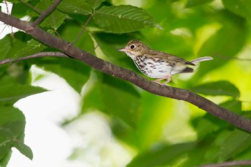 An ovenbird in Chester County, PA 