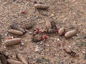 Norway spruce cones, including one in the lower right on which part of the cone scales have been removed 