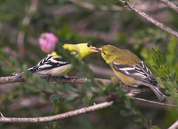 A male American goldfinch feeding a female on May 4, 2007 