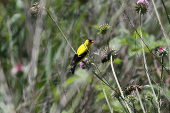 A male American goldfinch at the John Heinz National Wildlife Refuge at Tinicum, PA 