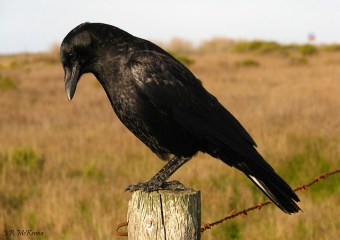 An American crow on a fence post 