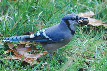 A blue jay with an acorn 