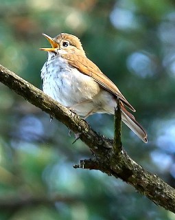 A hermit thrush singing 
