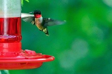 A ruby-throated hummingbird at a feeder 