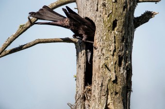 A male common grackle feeding its nestlings 