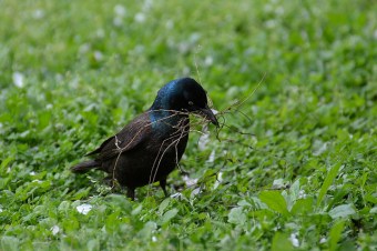 A male common grackle gathering nesting material 