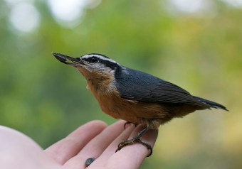 A close encounter with a red-breasted nuthatch 