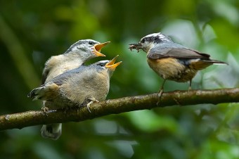 An adult red-breasted nuthatch feeding its fledglings 