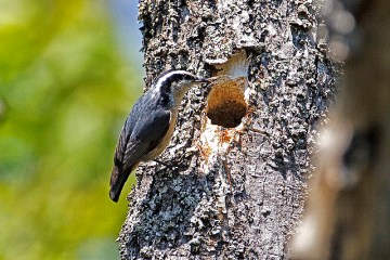 The nest hole of a red-breasted nuthatch with orange colored resin visible around the entrance 