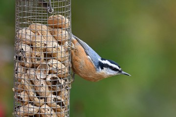 A red-breasted nuthatch on a feeder in Montgomery County, PA 