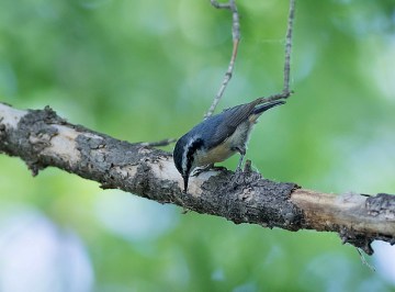 A red-breasted nuthatch probing a dead branch 