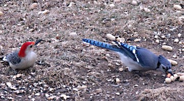 A blue jay feeding with a red-bellied woodpecker in Danville, PA 