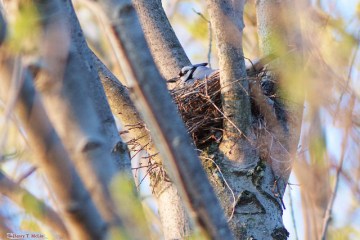 A blue jay on a nest in Codorus State Park, Hanover, PA 