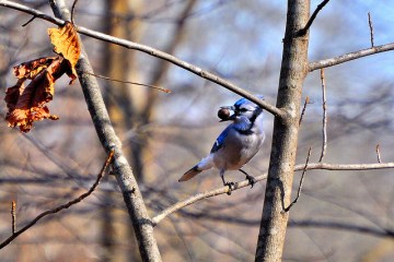 A blue jay with an acorn 