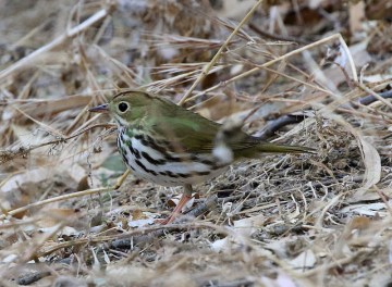 An ovenbird on the ground 