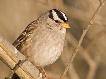 A white-crowned sparrow in California 