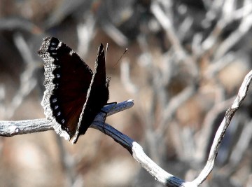 A mourning cloak in Plummer’s Hollow 