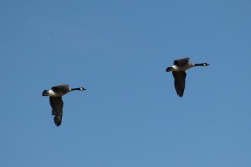 Two Canada geese flying overhead 