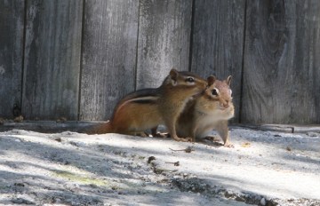 Two chipmunks in Pennsylvania 