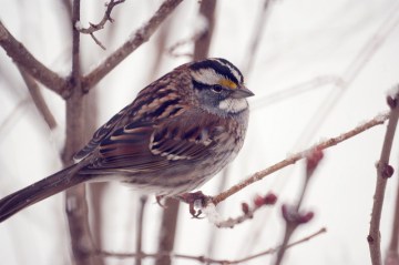 A white-throated sparrow photographed during a Great Backyard Bird Count 