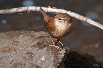 A winter wren taken in February in Delaware 